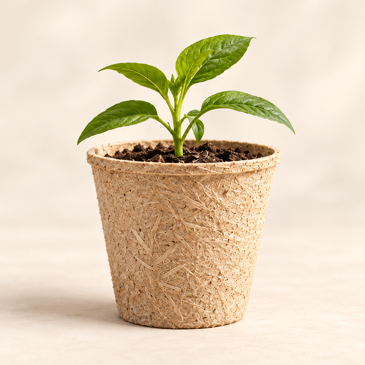 Prototipo conceptual de maceta de fibras agrícolas con una planta verde